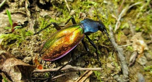 Carabus hispanus